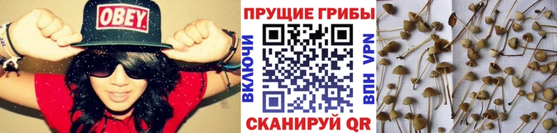 кракен сайт  Дегтярск  Галлюциногенные грибы Magic Shrooms 